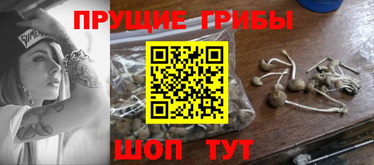 Узловая  Псилоцибиновые грибы мицелий  Вход с VPN 